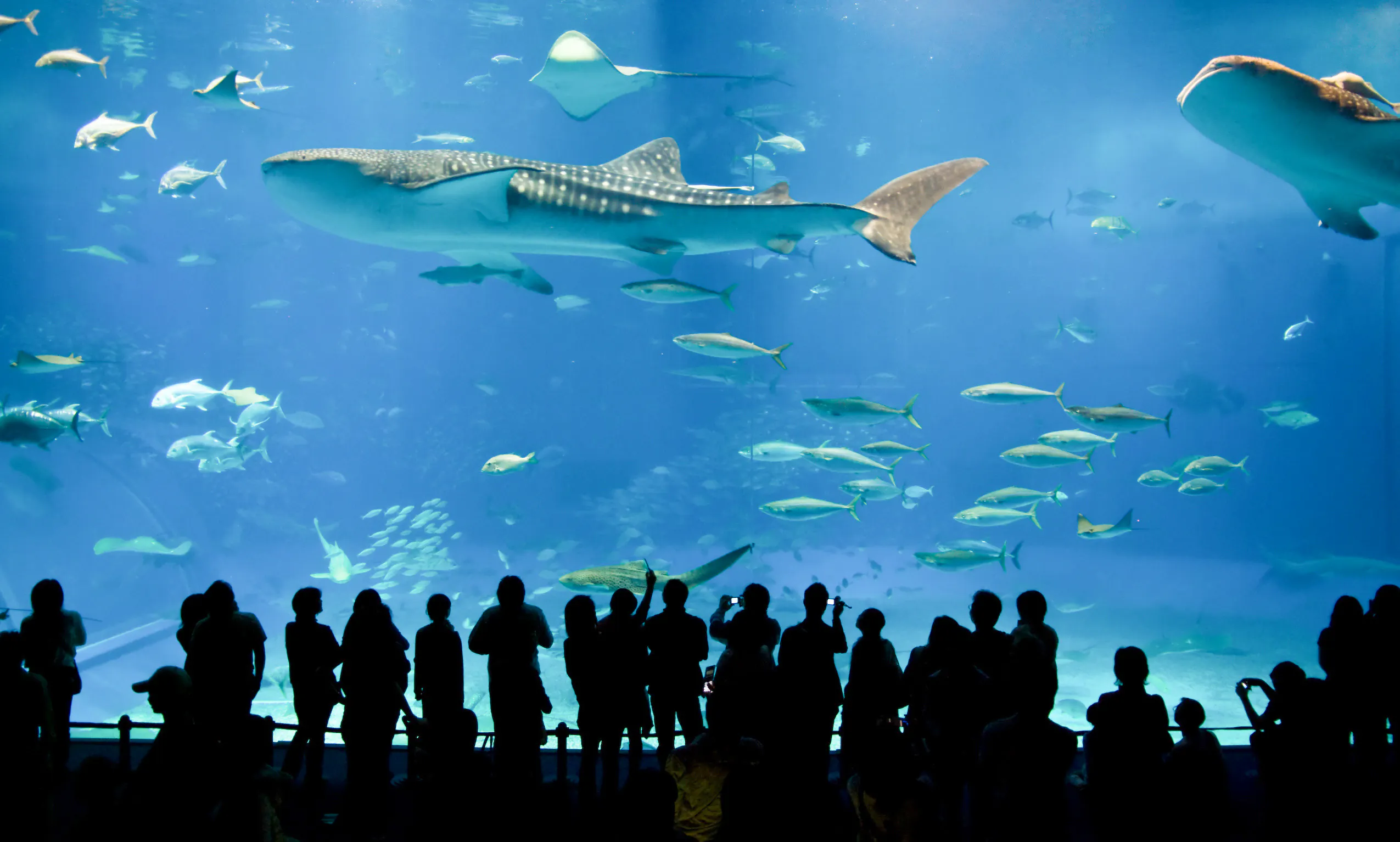 explore-sea-life-london-aquarium-s-amazing-animals